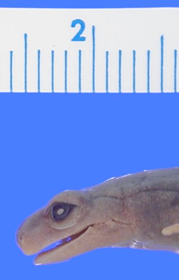 Media type: image; Herpetology A-25764